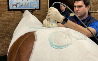 Extracorporeal Shock Wave Therapy for Horses (ESWT)