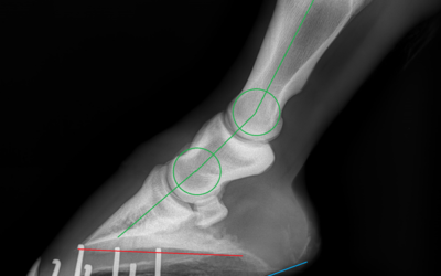 Understanding and Managing Heel Pain in Horses