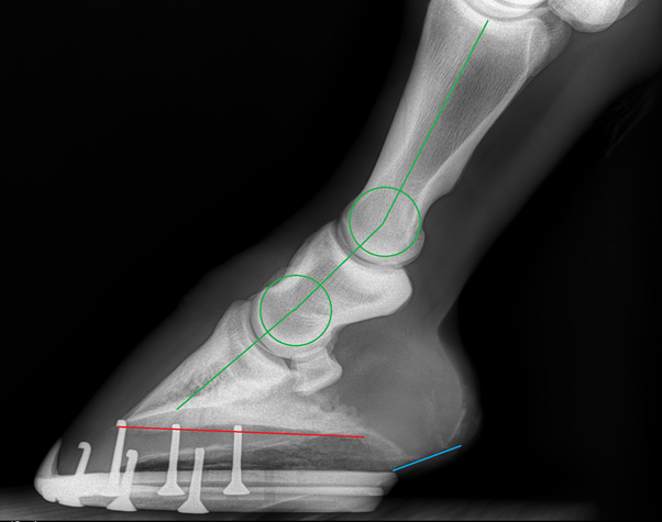 Understanding and Managing Heel Pain in Horses